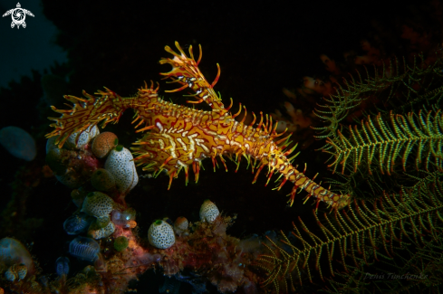 A PIPEFISH