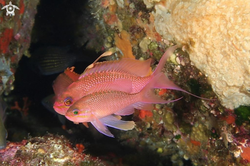 A Anthis anthias | Castagnola rossa