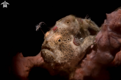 A Antennarius pictus | Painted frogfish