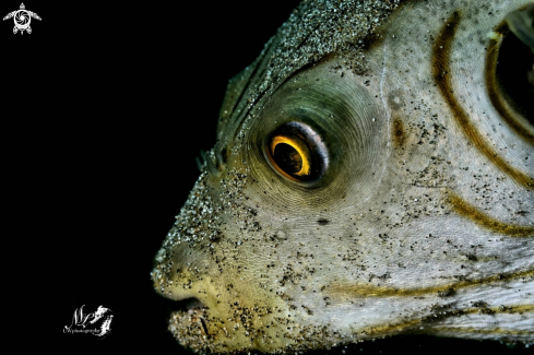 A Narrow-lined pufferfish 