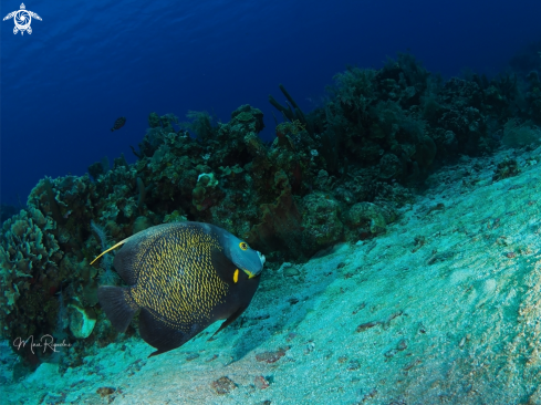 A Pomacanthus paru | French Angelfish