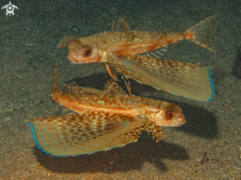 A Flying Gurnard