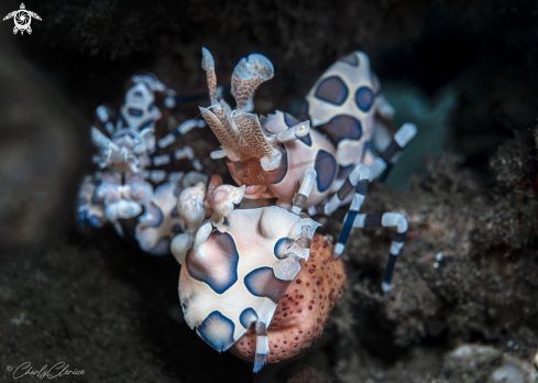 A Hymenocera picta | Harlequin Shrimp