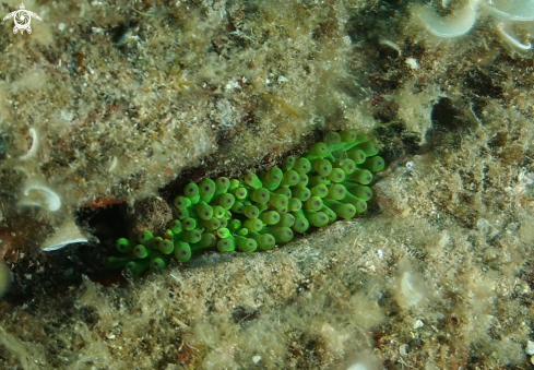 A Cribrinopsis crassa | Cnidario