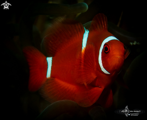 A Premnas biaculeatus (Bloch, 1790)  | Clownfish