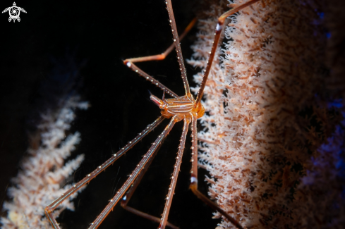 A Chirostylus sandyi | Spider Squat Lobsters