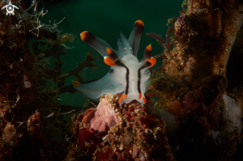 A Thecacera picta | NUDIBRANCH