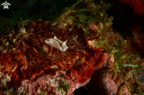 A Sagaminopteron psychedelicum.   | NUDIBRANCH