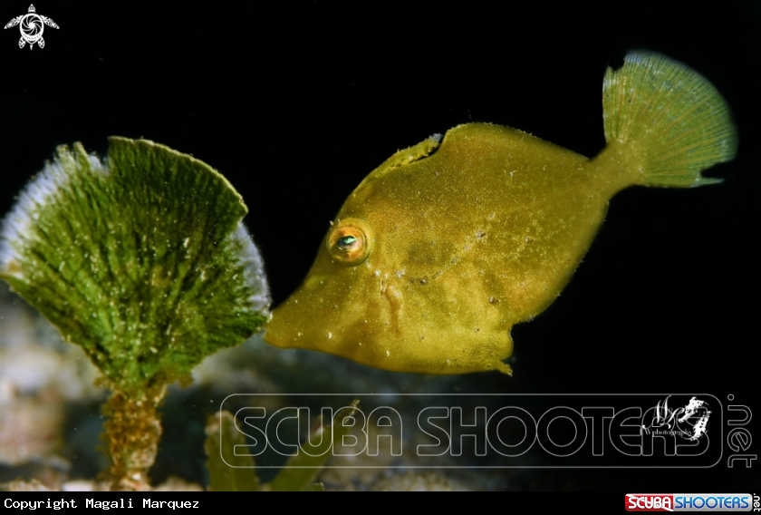 A Juvenile filefish 