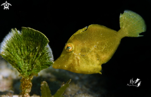 A Juvenile filefish 