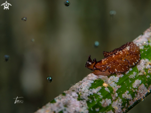 A Pseudoceros maximus | Marine Flatworm