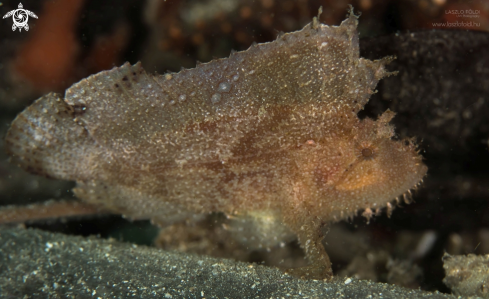 A Leaf scorpionfish