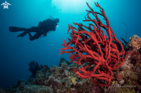 A Red Sea uwseascape