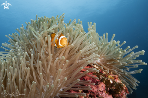 A Amphiprion ocellaris | False Western Clownfish