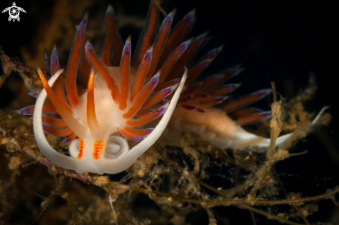 Cratena peregrina nudibranch