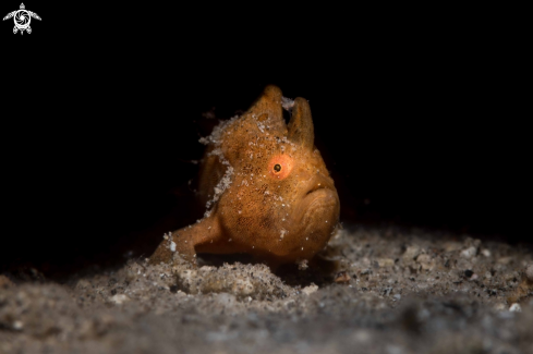 A Antennrius pictus | Painted frogfish