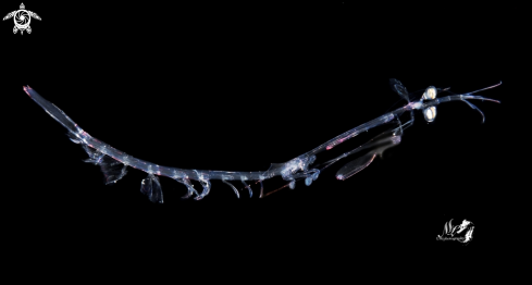 A Mantis Shrimp- Larvae  Stage 