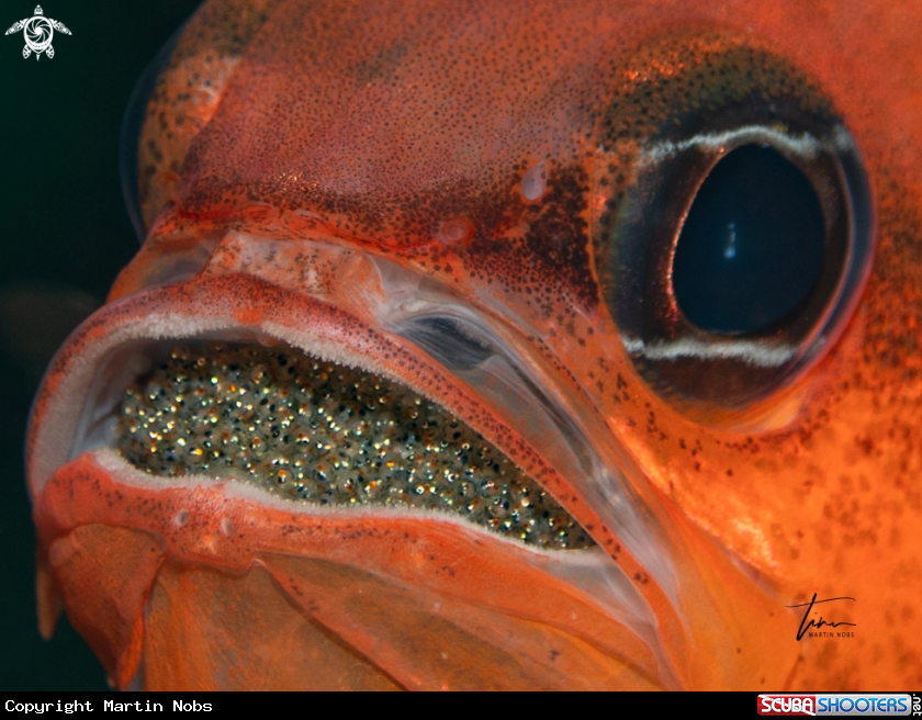 A Red Cardinalfish