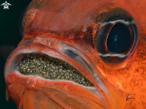 A Apogon imberbis | Red Cardinalfish