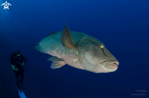 A Napoleon wrasse