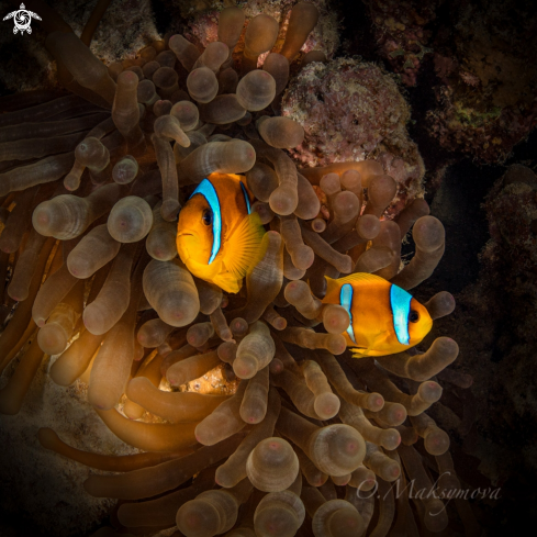 A Red Sea Anemone fish (Amphiprion bicinctus)