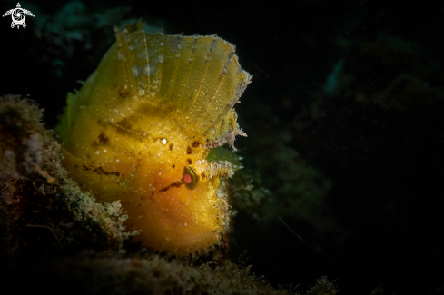 A Taenianotus triacanthus | SCORPIONFISH