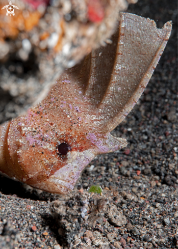 A Ablabys taenianotus | Cockatoo Waspfish