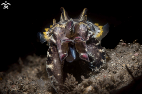 A Flamboyant cuttlefish