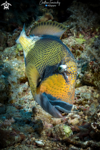 A Balistoides viridescens  | Titan triggerfish