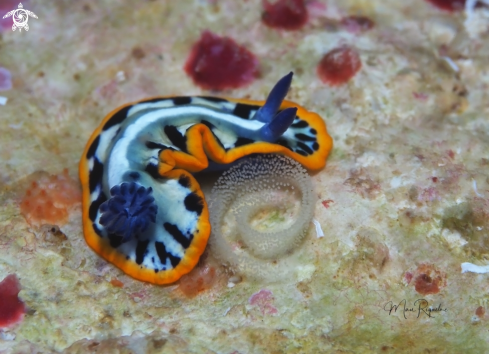 A Purple-Crowned Sea Goddess