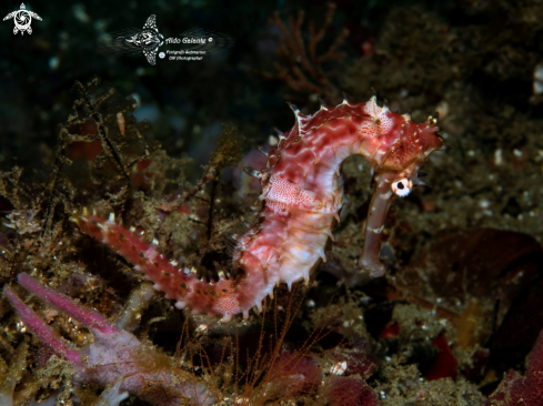 A Thorny Seahorse