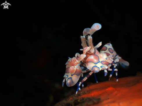 A Hymenocera picta | harlequin shrimp