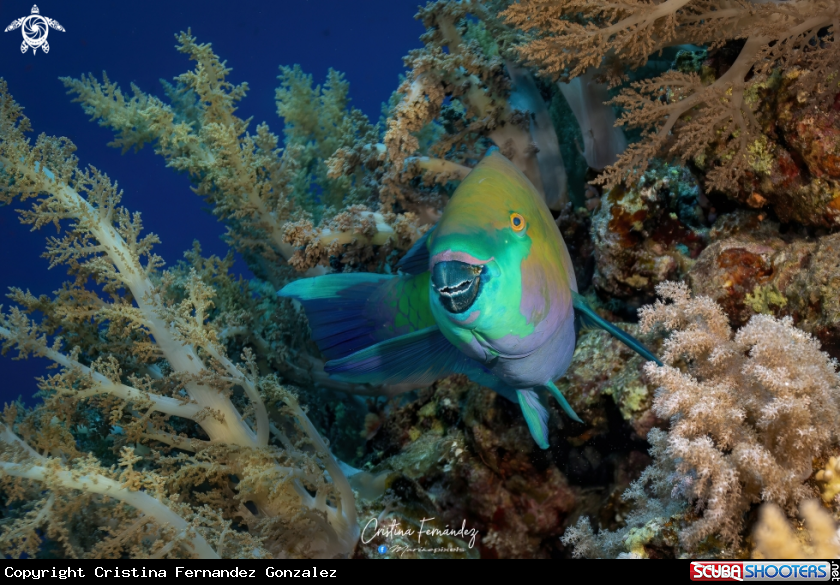 A Parrot fish