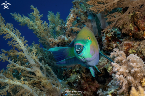 A Scarus ghobban | Parrot fish
