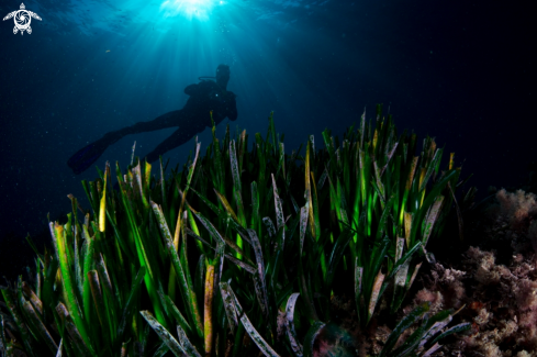 A Posidonia Oceanica | Neptune Seagrass