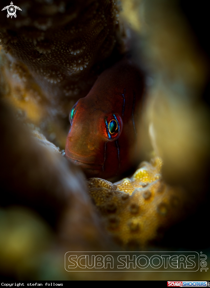 A Green Clown Goby 