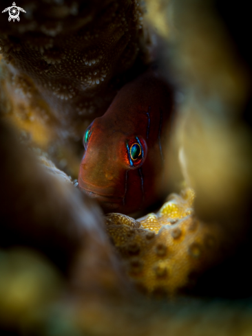 A Green Clown Goby 