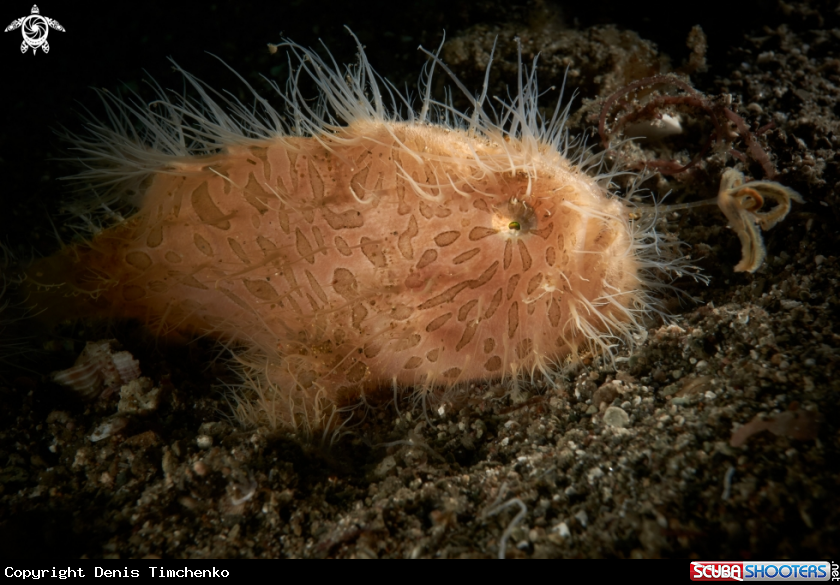 A  Hairy frogfish