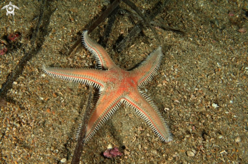 A Astropecten aranciacus | Astropettine arancione