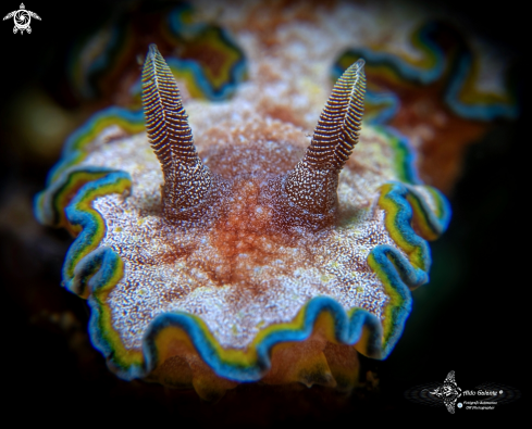 A Glossodoris Nudibranch