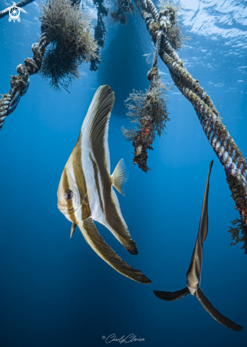 A Platax teira | Teira Batfish