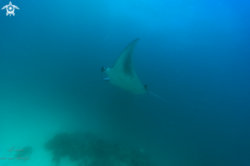 A Manta