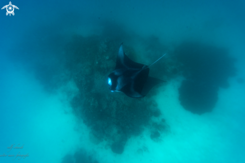 A Manta