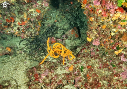 A Axinella polypoides | Spugna a candelabro