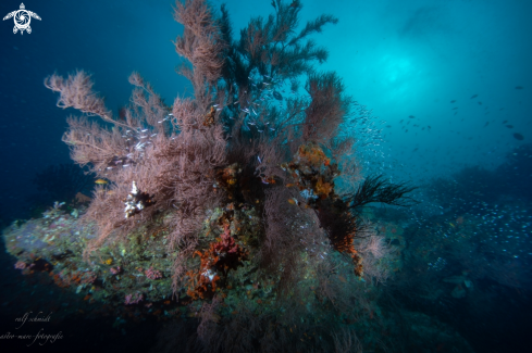 A fish | Baa Atoll