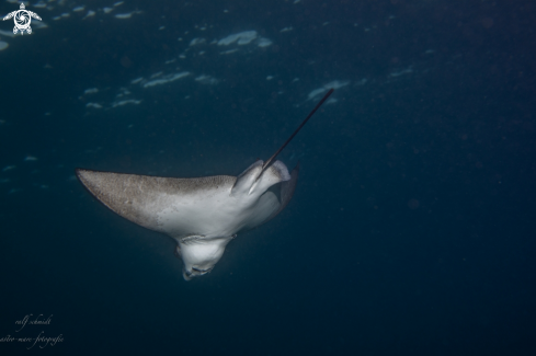 A Baa Atoll