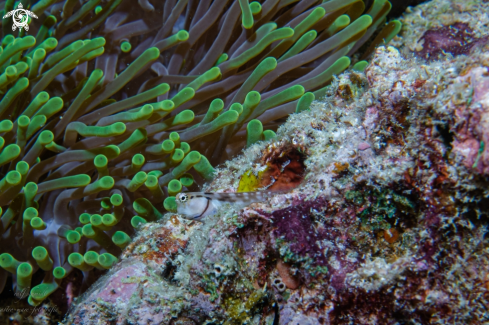 A fish | Baa Atoll