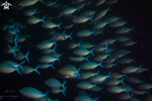 A fish | Baa Atoll