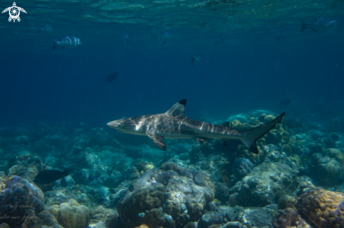 A fish | Baa Atoll