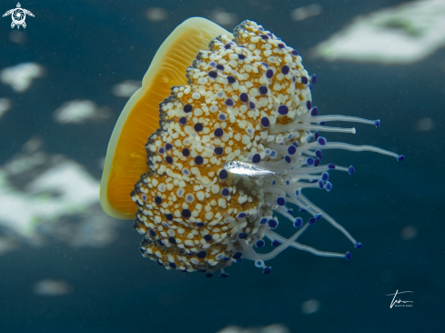 A Fried egg Jellyfish
